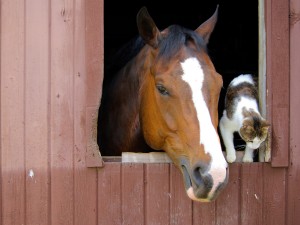 horse-cat