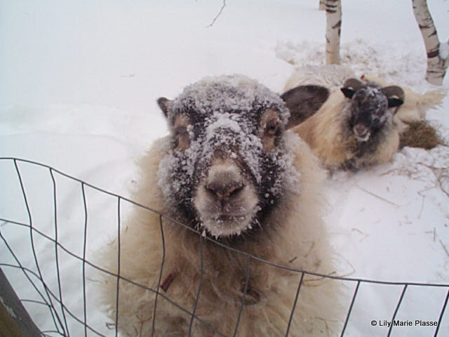 Icelandic Sheep in snow