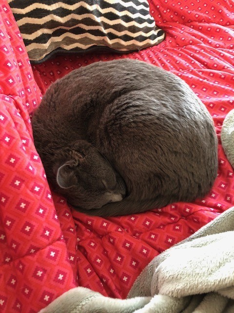 Smokie