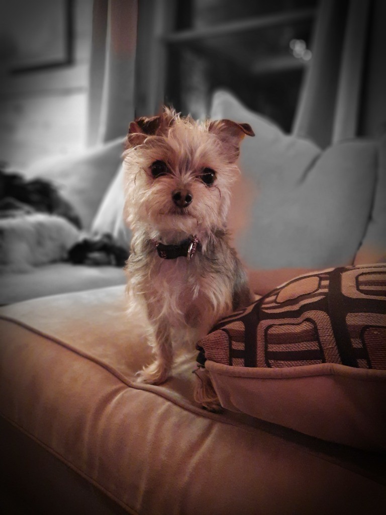 Tia