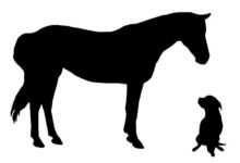 B & B Pet Care – Troy, New Hampshire
